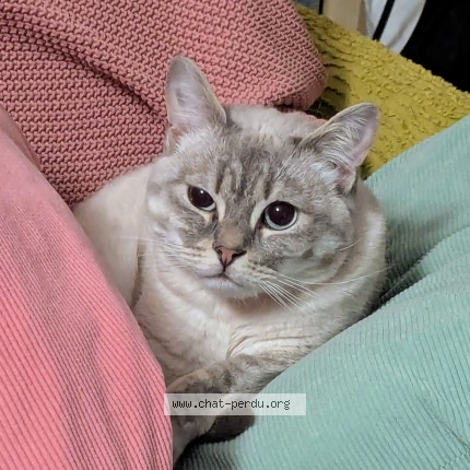 Photo de chat perdu à Douarnenez