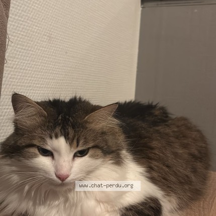 Photo 1/1 pamuk Chat perdu à Bartenheim