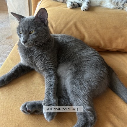 Photo 1/1 Truite Chat perdu à Strasbourg