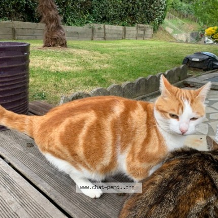 Photo de chat perdu à Anglet