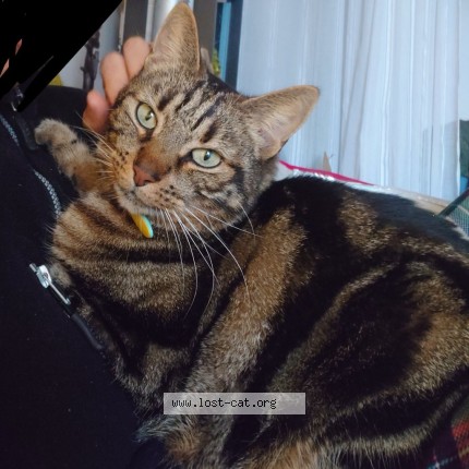 Photo de chat perdu à Champs Sur Marne