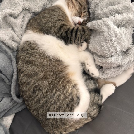 Photo de chat perdu à La Tremblade