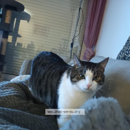 Photo de chat perdu à Cergy