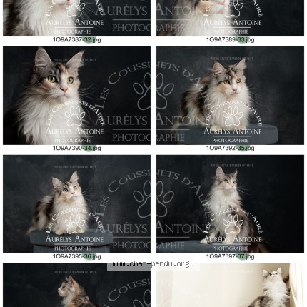 Photo de chat perdu à Puiseaux