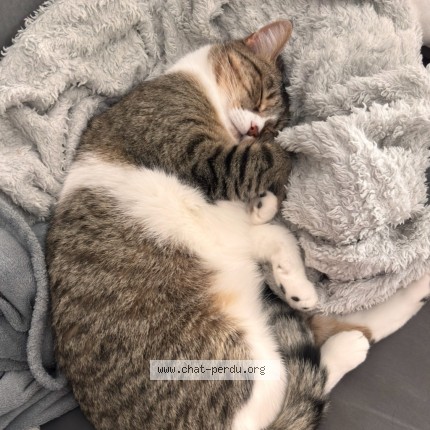 Photo de chat perdu à La Tremblade
