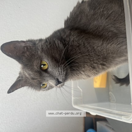 Photo de chat perdu à Biscarrosse