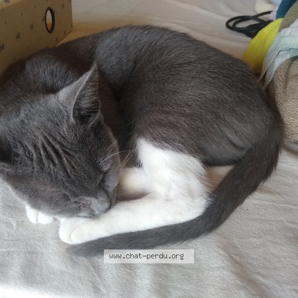 Photo de chat trouvé à Pessac