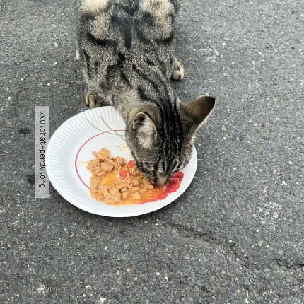 Photo de chat trouvé à Houilles