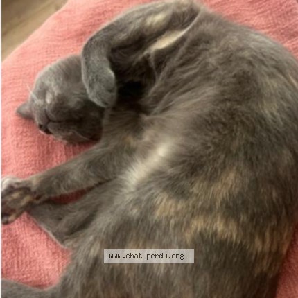 Photo 1/1 nova Chat perdu à Marchienne Au Point