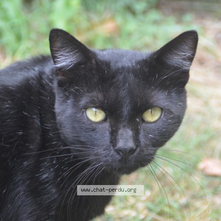 Photo 1/1 jiji Chat perdu à Nantes