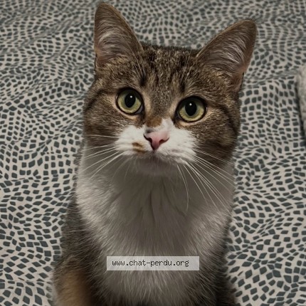 Photo 1/1 Luna Chat perdu à Vitry Sur Seine