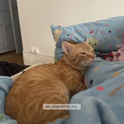 Photo de chat perdu à Saint Etienne