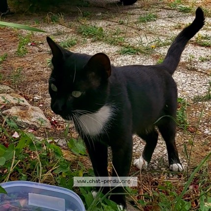 Photo de chat trouvé à Saint Nazaire