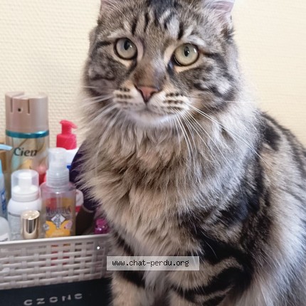 Photo de chat perdu à Juille