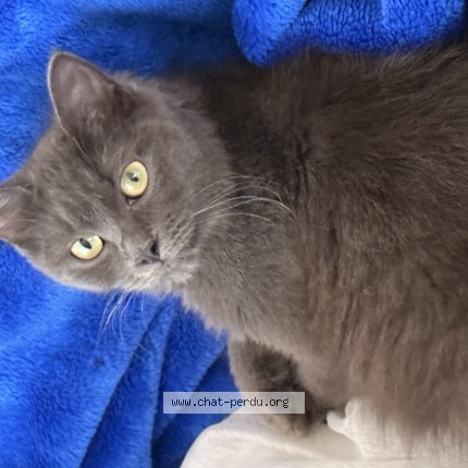 Photo 1/1 Chat trouvé Trouvé à Avignon