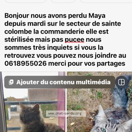 Photo 1/1 maya Chat perdu à Sainte Colombe La Commanderie