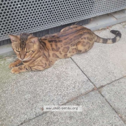 Photo 1/1 Chat trouvé Trouvé à Nimes