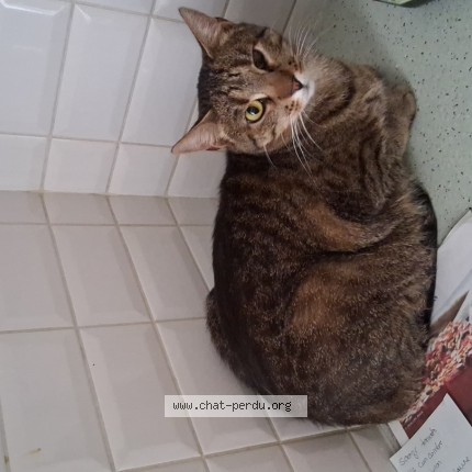 Photo de chat perdu à Roches Premarie Andille