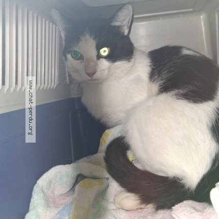 Photo de chat trouvé à Amberieu En Bugey
