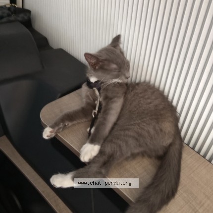 Photo de chat perdu à Mandres
