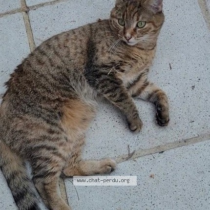 Photo de chat trouvé à Begles