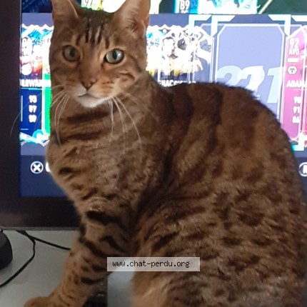 Photo 1/1 Néo Chat perdu à Vaureal