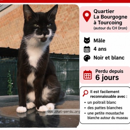 Photo de chat perdu à Tourcoing