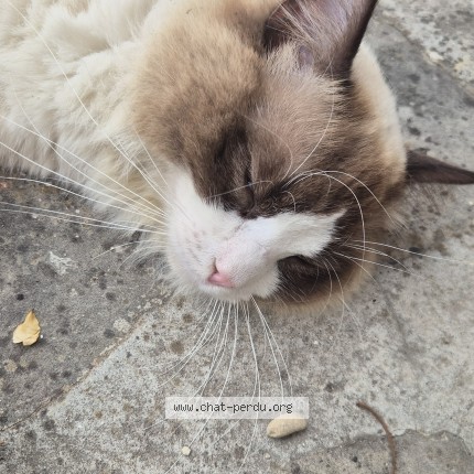 Photo 1/1 Chat trouvé Trouvé à Saint Yon