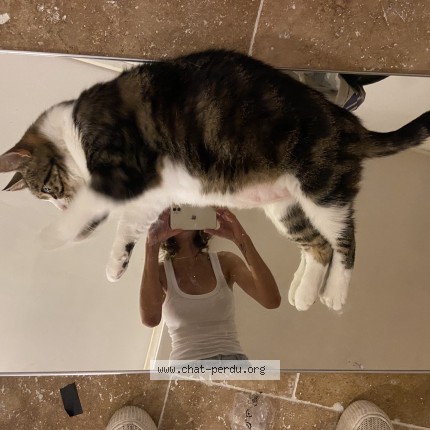 Photo de chat perdu à Marseille