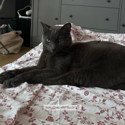 Photo 2/2 Marcel Chat perdu à Tours