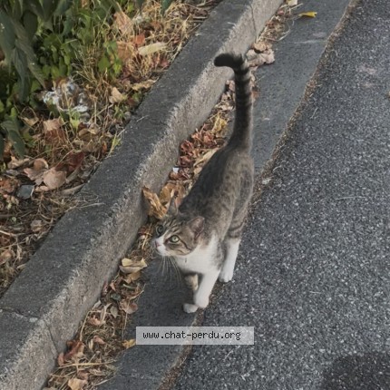 Photo 1/1 Chat trouvé Trouvé à Aix En Provence