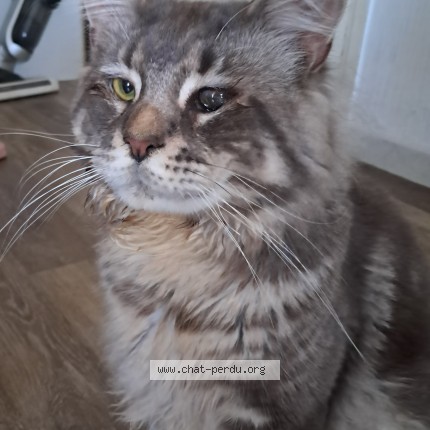 Photo de chat perdu à Bussy Saint Georges