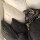 Stitchy