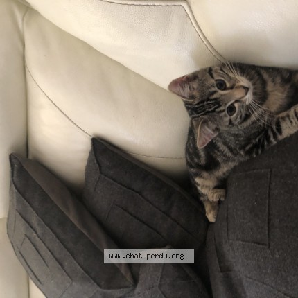Photo 1/1 Stitchy Chat perdu à Rixensart