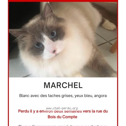 Photo 1/1 Chat retrouvé Perdu à Les Echelles
