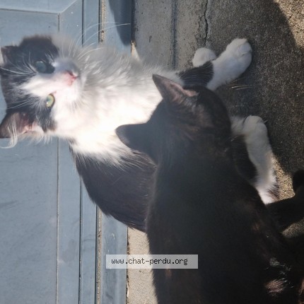Photo de chat perdu à Chantonnay