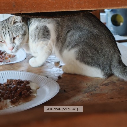 Photo 1/1 Chat trouvé Trouvé à Varennes