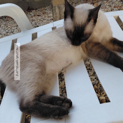 Photo 1/1 Chat trouvé Trouvé à Beziers