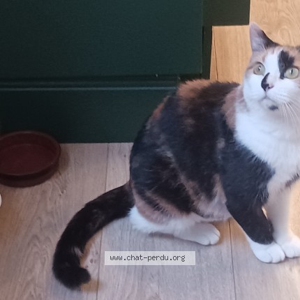Photo de chat perdu à Villennes Sur Seine