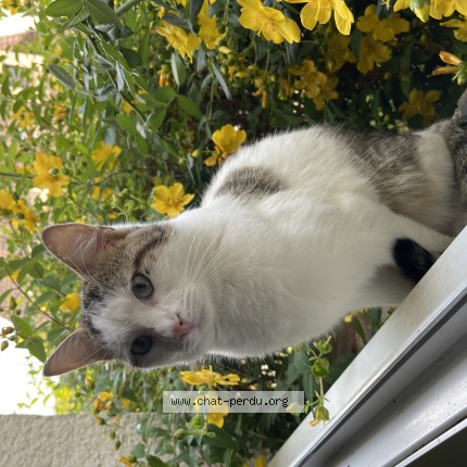 Photo de chat perdu à Vaureal