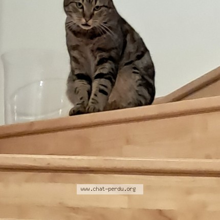 Photo de chat perdu à Nantes