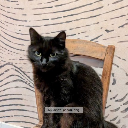 Photo de chat perdu à Mouguerre