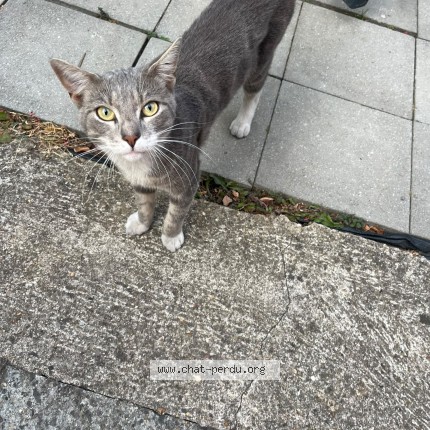 Photo 1/1 Chat trouvé Trouvé à Armentieres