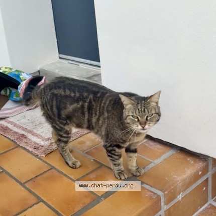 Photo de chat perdu à Aulnay Sous Bois