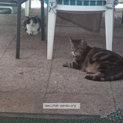 Photo 1/1 mirtylle Chat perdu à Friesenheim