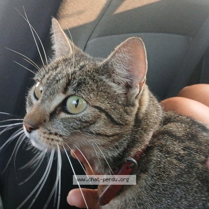 Photo de chat trouvé à Montagnat