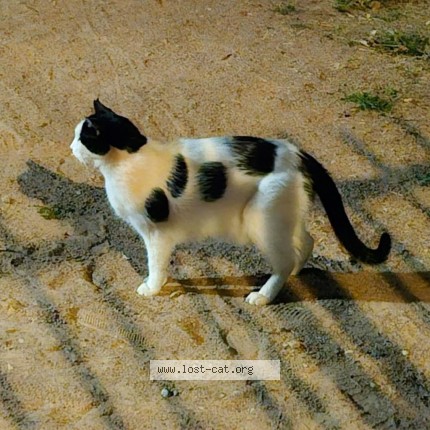 Photo 1/3 Chat trouvé Trouvé à Noisy Le Grand