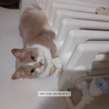 Photo de chat perdu à Roubaix