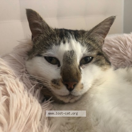 Photo 1/1 Amigo Chat perdu à Bromont