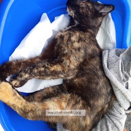 Photo de chat trouvé à Reugny